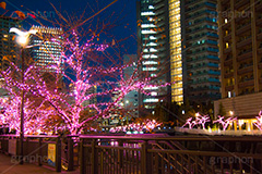 みんなのイルミネーション,目黒川,品川,イルミネーション,イルミ,illumination,pink,桜,さくら,ピンク,電飾,電球,発光ダイオード,LED,冬,キラキラ,綺麗,きれい,キレイ,煌,輝,品川区,駅前,大崎,五反田