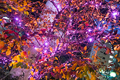 みんなのイルミネーション,目黒川,品川,イルミネーション,イルミ,illumination,pink,桜,さくら,ピンク,電飾,電球,発光ダイオード,LED,冬,キラキラ,綺麗,きれい,キレイ,煌,輝,品川区,駅前,大崎,五反田