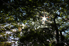 木漏れ日,こもれび,陽の光,太陽,眩,自然,草木,植物,穏やか,爽やか,フレア,逆光,サスティナブル,サステナビリティ,サスティナビリティ,sustainable,sustainability,flare,natural