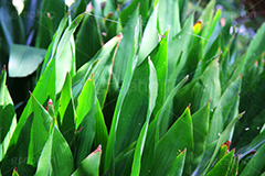 草に蜘蛛の巣,自然,草木,植物,草,雑草,くもの巣,蜘蛛の巣,巣,natural