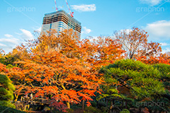 日比谷公園の紅葉,日比谷公園,千代田区,日比谷,公園,紅葉,落ち葉,秋,もみじ,モミジ,いちょう,イチョウ,銀杏,japan,autumn,building,ビル,建設,工事,都立公園,霞が関,有楽町,紅葉狩り,季語,東京ミッドタウン日比谷