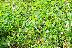 クローバー,三つ葉,四つ葉,幸運,探す,雑草,草,草原,シロツメクサ,ナチュラル,natural,clover,草木,自然