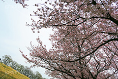 川越水上公園の桜,桜,ソメイヨシノ,そめいよしの,さくら,サクラ,花見,お花見,花より団子,花,お花,フラワー,はな,綺麗,きれい,キレイ,満開,咲,春,公園,水上公園,埼玉,川越水上公園,川越,blossom,japan,flower,park