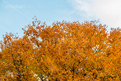 駒沢公園の紅葉,駒沢公園,世田谷区,目黒区,公園,落ち葉,紅葉,自然,植物,木々,秋,オレンジ,黄色,季語,japan,autumn,駒沢オリンピック公園,総合運動場