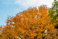 駒沢公園の紅葉,駒沢公園,世田谷区,目黒区,公園,落ち葉,紅葉,自然,植物,木々,秋,オレンジ,黄色,季語,japan,autumn,駒沢オリンピック公園,総合運動場