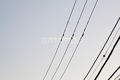 朝焼け-飛行機雲,朝焼け,あさやけ,朝,あさ,早朝,早起き,日の出,染,空,雲,飛行機雲,現象,空/天気,morning