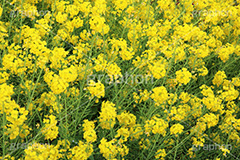 菜の花,なのはな,菜の花畑,菜,花,お花,フラワー,はな,花畑,キレイ,きれい,綺麗,満開,咲,咲いた,さいた,黄色,アブラナ,あぶらな,アブラナ科,セイヨウアブラナ,春,spring,flower