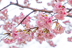 河津桜,桜,さくら,サクラ,桜まつり,花見,お花見,花,お花,フラワー,はな,flower,spring,japan,綺麗,きれい,キレイ,満開,咲,春,blossom,ひな祭り,雛祭り,ひなまつり