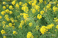菜の花,なのはな,菜の花畑,菜,花,お花,フラワー,はな,花畑,キレイ,きれい,綺麗,満開,咲,咲いた,さいた,黄色,アブラナ,あぶらな,アブラナ科,セイヨウアブラナ,春,spring,flower