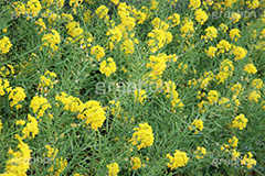 菜の花,なのはな,菜の花畑,菜,花,お花,フラワー,はな,花畑,キレイ,きれい,綺麗,満開,咲,咲いた,さいた,黄色,アブラナ,あぶらな,アブラナ科,セイヨウアブラナ,春,spring,flower