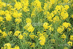 菜の花,なのはな,菜の花畑,菜,花,お花,フラワー,はな,花畑,キレイ,きれい,綺麗,満開,咲,咲いた,さいた,黄色,アブラナ,あぶらな,アブラナ科,セイヨウアブラナ,春,spring,flower