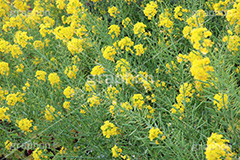 菜の花,なのはな,菜の花畑,菜,花,お花,フラワー,はな,花畑,キレイ,きれい,綺麗,満開,咲,咲いた,さいた,黄色,アブラナ,あぶらな,アブラナ科,セイヨウアブラナ,春,spring,flower