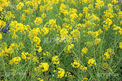 菜の花,なのはな,菜の花畑,菜,花,お花,フラワー,はな,花畑,キレイ,きれい,綺麗,満開,咲,咲いた,さいた,黄色,アブラナ,あぶらな,アブラナ科,セイヨウアブラナ,春,spring,flower