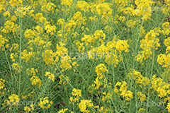 菜の花,なのはな,菜の花畑,菜,花,お花,フラワー,はな,花畑,キレイ,きれい,綺麗,満開,咲,咲いた,さいた,黄色,アブラナ,あぶらな,アブラナ科,セイヨウアブラナ,春,spring,flower