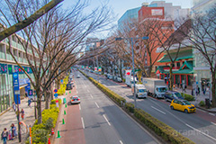 表参道ヒルズ,ヒルズ,表参道,並木,並木道,ケヤキ並木,参道,青山通り,神宮前,大通り,渋谷区,青山,高級ブランド,旗艦店,買い物,ショッピング,ショップ,shop,shopping,brand,hills