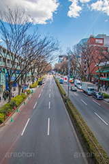 表参道ヒルズ,ヒルズ,表参道,並木,並木道,ケヤキ並木,参道,青山通り,神宮前,大通り,渋谷区,青山,高級ブランド,旗艦店,買い物,ショッピング,ショップ,shop,shopping,brand,hills
