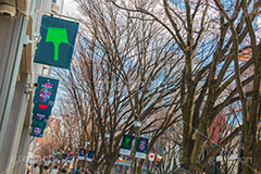 表参道ヒルズ,ヒルズ,表参道,並木,並木道,ケヤキ並木,参道,青山通り,神宮前,大通り,渋谷区,青山,高級ブランド,旗艦店,買い物,ショッピング,ショップ,shop,shopping,brand,hills