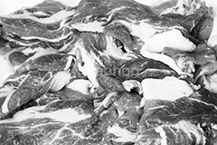 にく(モノクロ),モノクロ,白黒,しろくろ,モノクローム,単色画,単彩画,単色