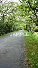 夏の,土手,堤防,どて,ていぼう,初夏,新緑,木々,自然,草木,スマホ撮影
