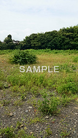 夏の川原,川原,河原,流れ,かわ,雑草,山,地形,草,草木,自然,スマホ撮影
