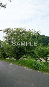 夏の,土手,堤防,どて,ていぼう,新緑,初夏,木々,自然,草木,スマホ撮影
