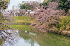 開花したて牛ヶ淵の桜,開花,牛ヶ淵の桜,武道館,九段下,牛ヶ淵,桜,ソメイヨシノ,オオシマザクラ,さくら,サクラ,桜まつり,花見,お花見,花,お花,フラワー,はな,flower,japan,blossom,咲,春,千代田区