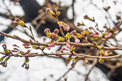 開花したての桜,開花,桜,ソメイヨシノ,オオシマザクラ,さくら,サクラ,花見,お花見,花,お花,フラワー,はな,flower,japan,blossom,咲,春