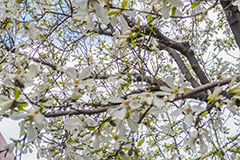 こぶしの花,コブシ,モクレン科,花,はな,フラワー,flower,spring,春,早春,白い花,辛夷,木蓮,木,満開