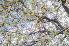 こぶしの花,コブシ,モクレン科,花,はな,フラワー,flower,spring,春,早春,白い花,辛夷,木蓮,木,満開