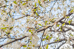 こぶしの花,コブシ,モクレン科,花,はな,フラワー,flower,spring,春,早春,白い花,辛夷,木蓮,木,満開