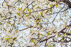 こぶしの花,コブシ,モクレン科,花,はな,フラワー,flower,spring,春,早春,白い花,辛夷,木蓮,木,満開