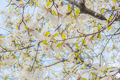 こぶしの花,コブシ,モクレン科,花,はな,フラワー,flower,spring,春,早春,白い花,辛夷,木蓮,木,満開