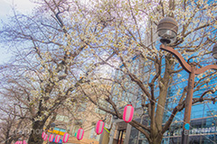九品仏川緑道のこぶしの木,緑道,並木,通り,こぶしの花,コブシ,モクレン科,花,はな,フラワー,flower,spring,春,早春,白い花,辛夷,木蓮,木,満開,自由が丘,目黒区,九品仏