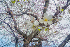 こぶしの花,コブシ,モクレン科,花,はな,フラワー,flower,spring,春,早春,白い花,辛夷,木蓮,木,満開