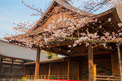 靖国神社 桜の標本木,標本木,基準,観測,東京,ソメイヨシノ,靖国神社,靖国,政治,神社,shrine,japan,開花,サクラ,さくら,桜,参拝,お参り,千代田区,九段下,境内,さくらまつり,blossom