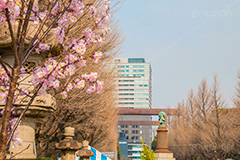 桜開花の始まった靖国神社,靖国神社,靖国,政治,神社,shrine,japan,開花,サクラ,さくら,桜,参拝,お参り,千代田区,九段下,境内,さくらまつり,blossom