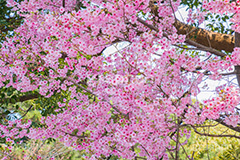 河津桜,桜,さくら,サクラ,桜まつり,花見,お花見,花,お花,フラワー,はな,flower,spring,japan,綺麗,きれい,キレイ,満開,咲,春,blossom,ひな祭り,雛祭り,ひなまつり