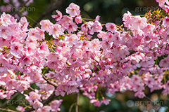河津桜,桜,さくら,サクラ,桜まつり,花見,お花見,花,お花,フラワー,はな,flower,spring,japan,綺麗,きれい,キレイ,満開,咲,春,blossom,ひな祭り,雛祭り,ひなまつり
