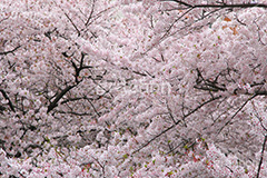 ソメイヨシノ,そめいよしの,さくら,桜,サクラ,桜まつり,花見,お花見,花,お花,フラワー,はな,flower,花より団子,綺麗,きれい,キレイ,満開,咲,春,blossom,japan