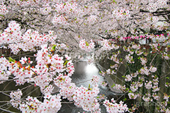 目黒川の桜,桜,ソメイヨシノ,そめいよしの,さくら,サクラ,桜まつり,花見,お花見,花,お花,フラワー,はな,flower,花より団子,綺麗,きれい,キレイ,満開,咲,春,blossom,japan,中目黒