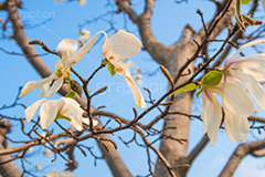 見頃を終えたこぶしの花,見頃,終わり,散る,こぶしの花,コブシ,モクレン科,花,はな,フラワー,flower,spring,春,早春,白い花,辛夷,木蓮,木,満開