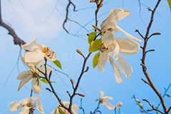 見頃を終えたこぶしの花,見頃,終わり,散る,こぶしの花,コブシ,モクレン科,花,はな,フラワー,flower,spring,春,早春,白い花,辛夷,木蓮,木,満開