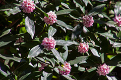 ジンチョウゲ,沈丁花,花,フラワー,低木,有毒,薬,歯痛,口内炎,春,季語,芳香,香り,匂い,瑞香,輪丁花,spring,flower