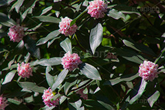 ジンチョウゲ,沈丁花,花,フラワー,低木,有毒,薬,歯痛,口内炎,春,季語,芳香,香り,匂い,瑞香,輪丁花,spring,flower