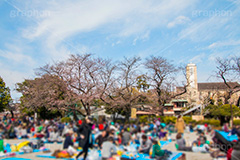 花見で賑わう多摩川台公園,場所取り,賑わい,人混み,さくら,桜,花見,お花見,春,多摩川台公園,公園,大田区,田園調布,台地,名所,広場,park,blossom,japan,flower,花より団子,綺麗,きれい,キレイ,弁当,酒,混雑