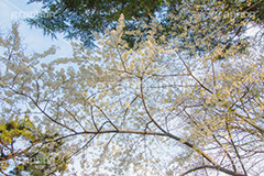 満開のヤマザクラ,白い桜,ヤマザクラ,桜,さくら,サクラ,花見,お花見,花,お花,フラワー,はな,flower,花より団子,綺麗,きれい,キレイ,満開,咲,春,blossom,japan