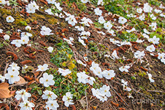 散りゆくヤマザクラ,花びら,はなびら,花弁,散る,白い桜,ヤマザクラ,桜,さくら,サクラ,花見,お花見,花,お花,フラワー,はな,flower,花より団子,綺麗,きれい,キレイ,満開,咲,春,blossom,japan