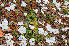 散りゆくヤマザクラ,花びら,はなびら,花弁,散る,白い桜,ヤマザクラ,桜,さくら,サクラ,花見,お花見,花,お花,フラワー,はな,flower,花より団子,綺麗,きれい,キレイ,満開,咲,春,blossom,japan