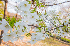 満開のヤマザクラ,白い桜,ヤマザクラ,桜,さくら,サクラ,花見,お花見,花,お花,フラワー,はな,flower,花より団子,綺麗,きれい,キレイ,満開,咲,春,blossom,japan
