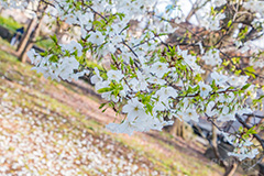 満開のヤマザクラ,白い桜,ヤマザクラ,桜,さくら,サクラ,花見,お花見,花,お花,フラワー,はな,flower,花より団子,綺麗,きれい,キレイ,満開,咲,春,blossom,japan